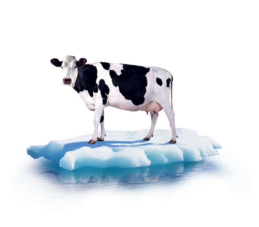 Eine Kuh, die sich auf dem Eis befindet.